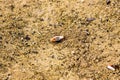 Marsh fiddler crab, Indonesia