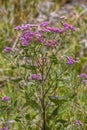 Marsh Fleabane Flowers