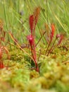 View of the lake mud plant, drosera rotundifolia Royalty Free Stock Photo