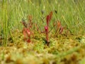 Marsh flowers - insect eaters Royalty Free Stock Photo