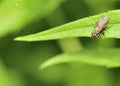 Marsh Fly (Tetanocera) Royalty Free Stock Photo