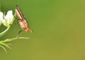 Marsh Fly (Tetanocera) Royalty Free Stock Photo