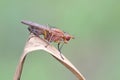 Marsh fly, Tetanocera ferruginea Royalty Free Stock Photo