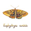 The marsh fritillary Euphydryas aurinia, hand painted watercolor illustration with inscription Royalty Free Stock Photo