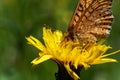 The marsh fritillary Euphydryas aurinia Royalty Free Stock Photo