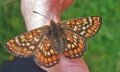 Marsh fritillary Euphydryas aurinia Royalty Free Stock Photo