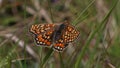 Marsh fritillary Euphydryas aurinia Royalty Free Stock Photo