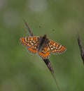 Marsh Fritillary