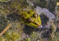 Marsh Frog