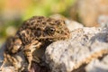 Marsh Frog close-up