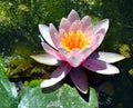 Marsh frog floating on the water with waterlilly Royalty Free Stock Photo