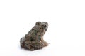 Marsh Frog isolated on white background Royalty Free Stock Photo