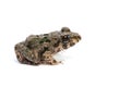 Marsh Frog Royalty Free Stock Photo