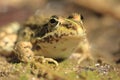 Marsh frog