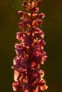 Marsh frog orchid, Gymnadenia densiflora, flowering European terrestrial wild orchid, nature habitat, detail of beautiful bloom Royalty Free Stock Photo
