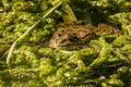 Marsh Frog (Pelophylax ridibunda) partly submerged in pond water, taken in United Kingdom