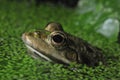 Marsh Frog - Pelophylax ridibundus