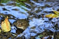 Marsh frog / Pelophylax ridibundus with autumn foliage Royalty Free Stock Photo