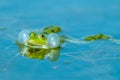 Marsh frog (Pelophylax ridibundus) inflating its vocal sacs in a pond in early spring Royalty Free Stock Photo