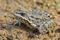 Marsh Frog, Pelophylax ridibundus Royalty Free Stock Photo