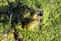 Marsh frog Pelophylax ridibundus in a pond Royalty Free Stock Photo