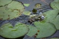 Marsh frog Pelophylax ridibundus