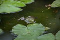 Marsh frog Pelophylax ridibundus