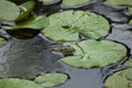 Marsh frog Pelophylax ridibundus Royalty Free Stock Photo