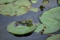 Marsh frog Pelophylax ridibundus