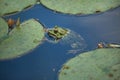 Marsh frog Pelophylax ridibundus