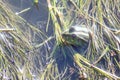 Marsh frog in pond full of weeds. Green frog Pelophylax esculentus sitting in water