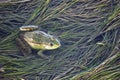 Marsh frog in pond full of weeds. Green frog Pelophylax esculentus sitting in water Royalty Free Stock Photo