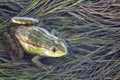 Marsh frog in pond full of weeds. Green frog Pelophylax esculentus sitting in water