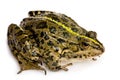 Marsh Frog - Rana ridibunda