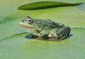 Marsh frog