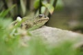 Marsh frog sitting on stone