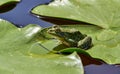 Marsh frog sitting on a water lily leaf in the picturesque forest lake in the Dnieper Delta Royalty Free Stock Photo