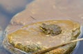 Marsh Frog on stone