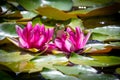 Marsh frog on water lily flowers Royalty Free Stock Photo