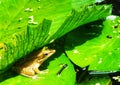Marsh frog on water lily leaves. Amphibian creature. Outdoor pond