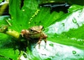 Marsh frog on water lily leaves. Amphibian creature. Outdoor pond