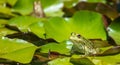 Marsh frog on water lily leaves Royalty Free Stock Photo