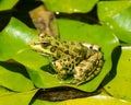 Marsh frog on water lily leaves Royalty Free Stock Photo