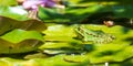 Marsh frog on water lily leaves Royalty Free Stock Photo