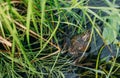 Marsh frog on water lily leaves. Nature Royalty Free Stock Photo