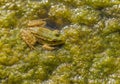 Marsh Frog on waterplants