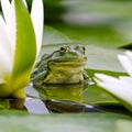 Marsh frog among white lilies Royalty Free Stock Photo