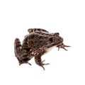 Marsh Frog on white, Pelophylax ridibundus