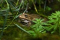 Marsh frog (Pelophylax ridibundus).