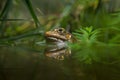 Marsh frog (Pelophylax ridibundus). Royalty Free Stock Photo